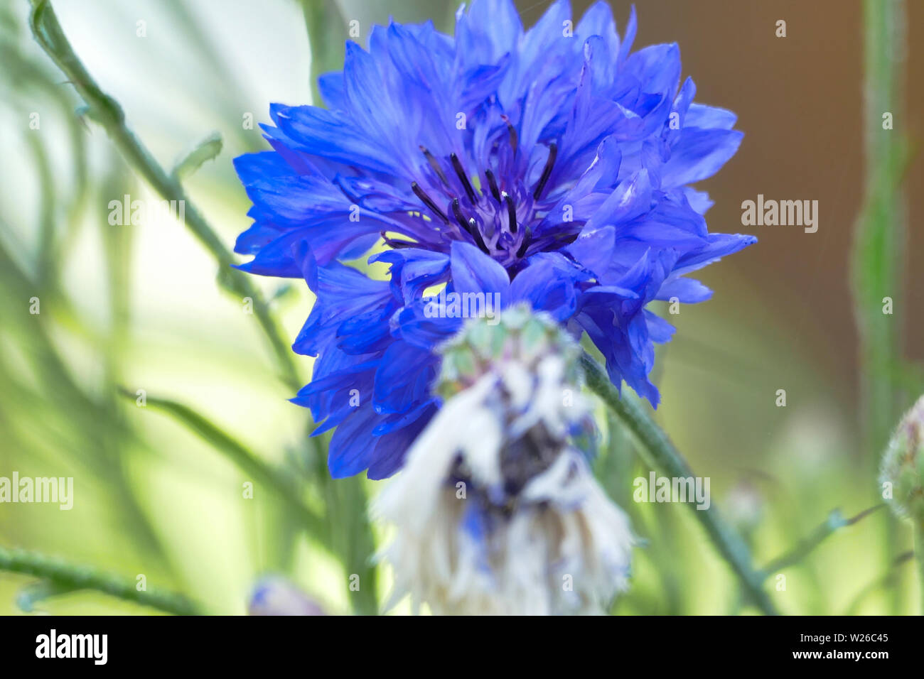 Blaue Kornblume Stockfoto
