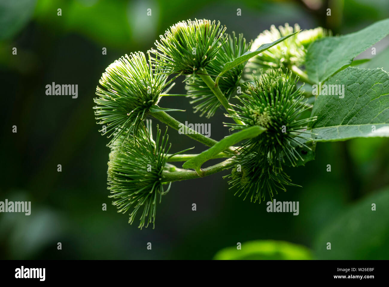 Nützliche Pflanzen. Knospen der Große Klette arctium Lappa im Sommer. Close-up von Arctium lappa Bettler Schaltflächen im Gemüsegarten. Stockfoto