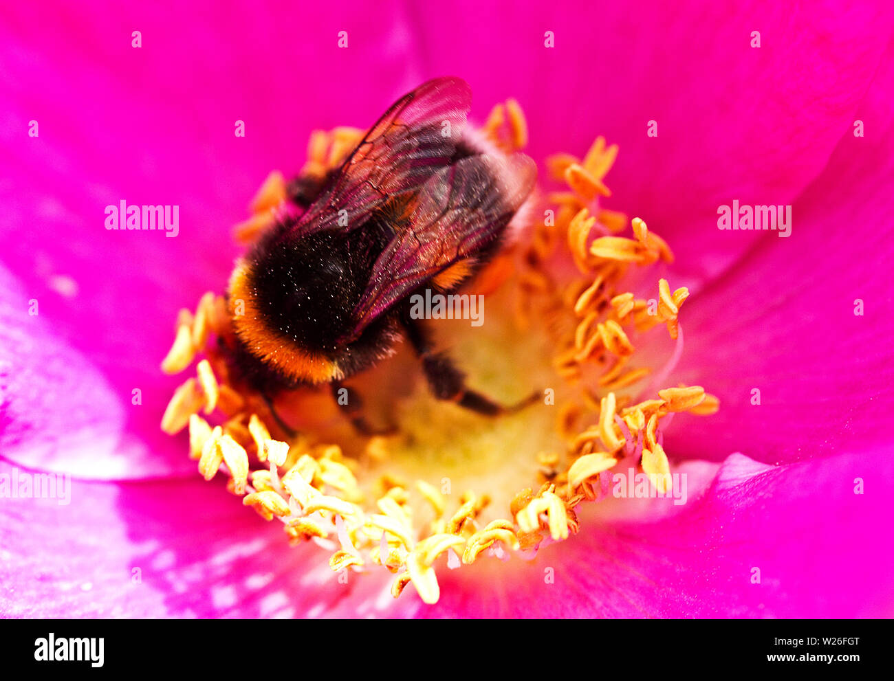 Wenn ein White-tailed Bumble Bee sich auf einer Blume wie diese Rosa rugosa die Tonhöhe des Geräuschs durch seine Flügel Beats verändert generiert Stockfoto