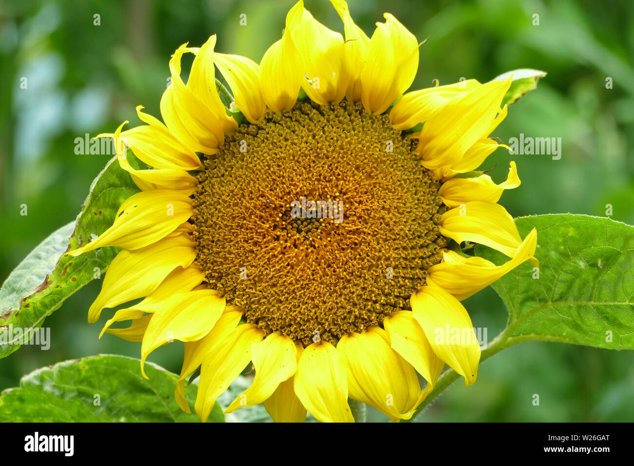 Sonnenblumen im Garten Stockfoto