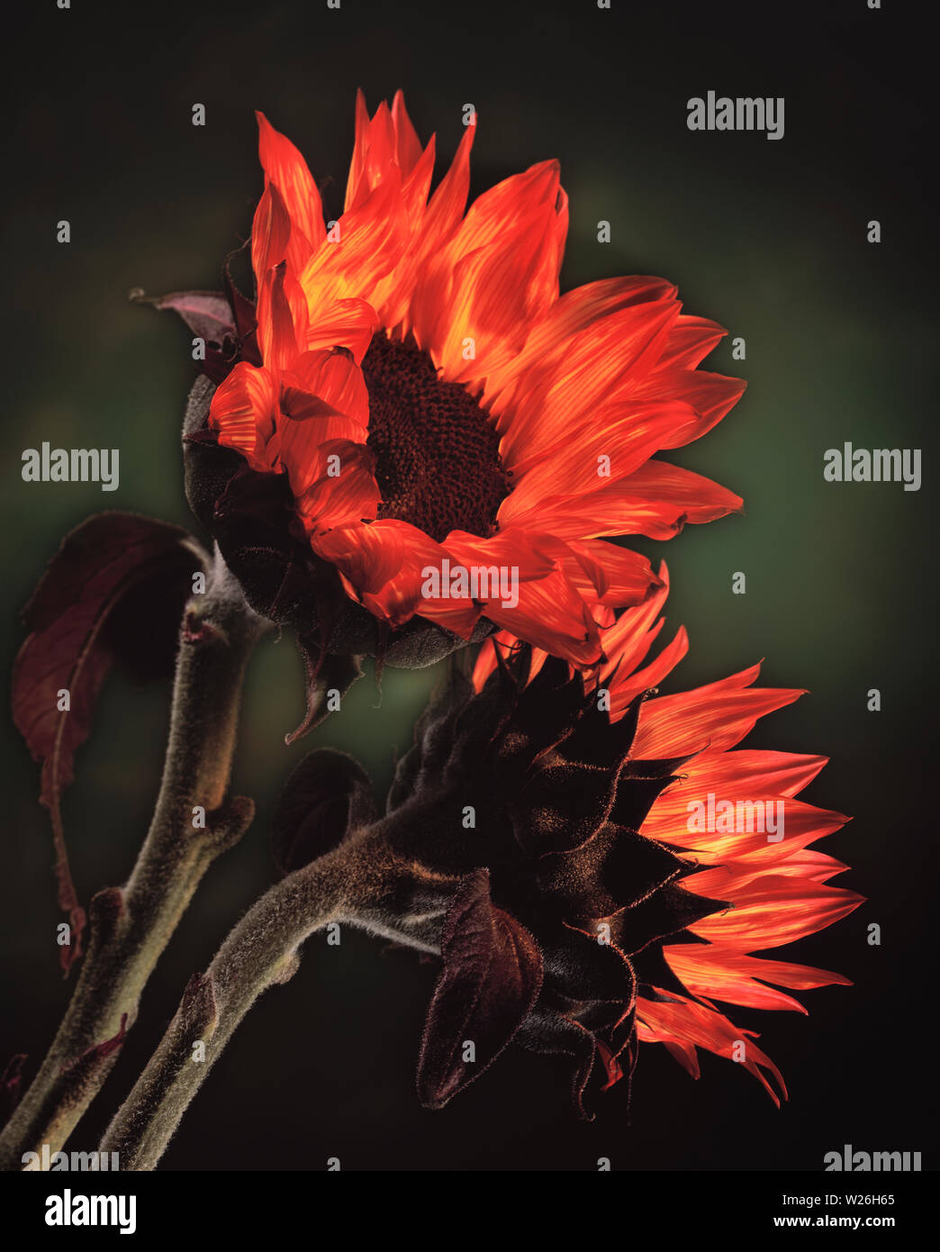 Eine Nahaufnahme von zwei sunflowes, Rechte, die aus einer Reihe von hell gestrichenen florals im Studio. Stockfoto