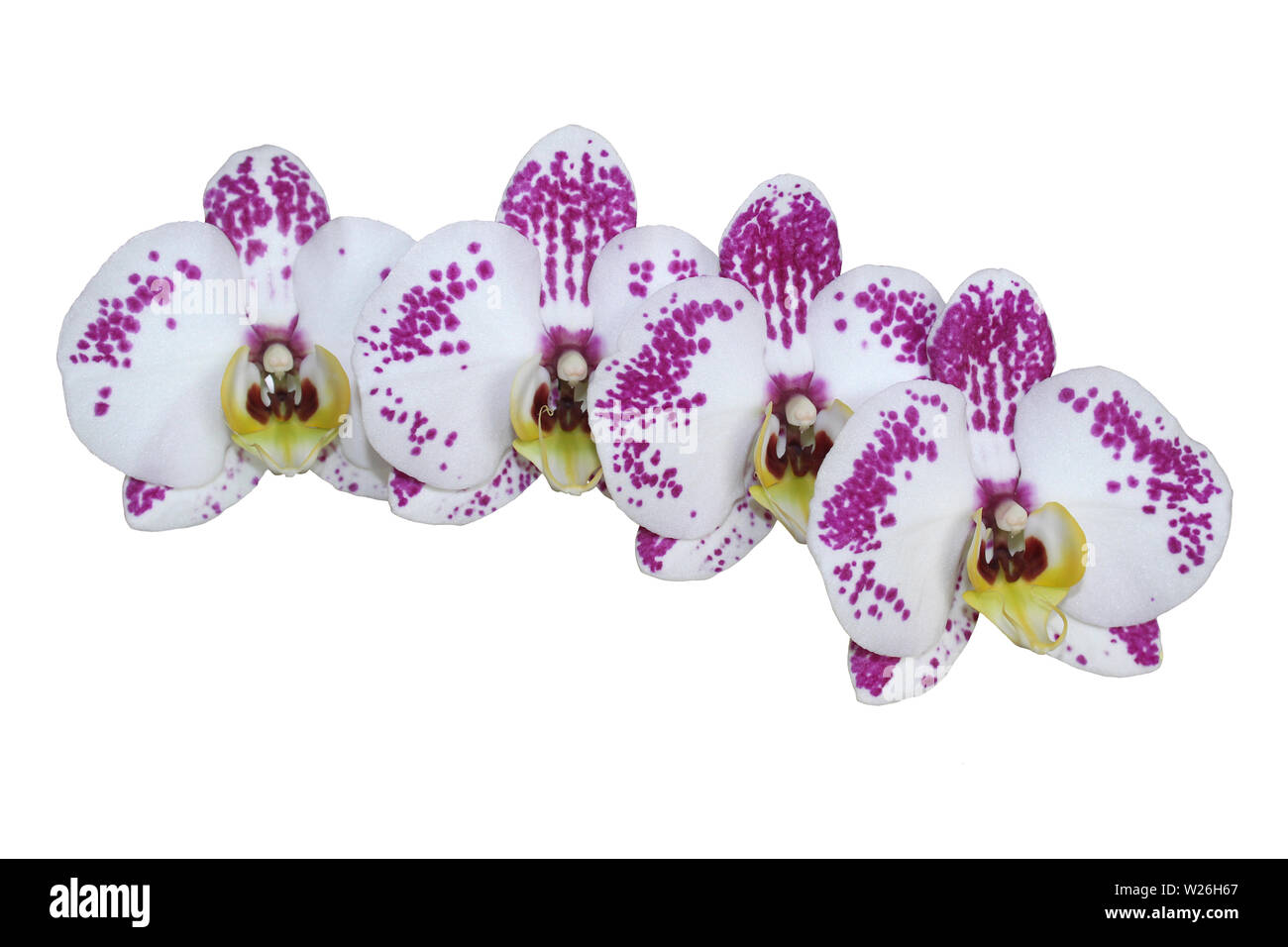 Phalaenopsis Orchideen Ausschneiden Stockfoto