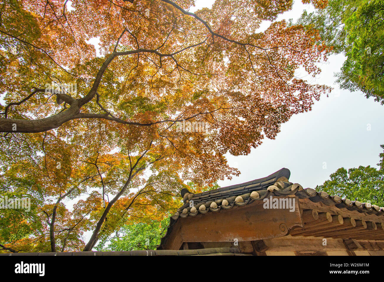 Lila ahorn Laub in der geheime Garten der Changdeokgung Palast, im Sommer, Seoul, Korea Stockfoto