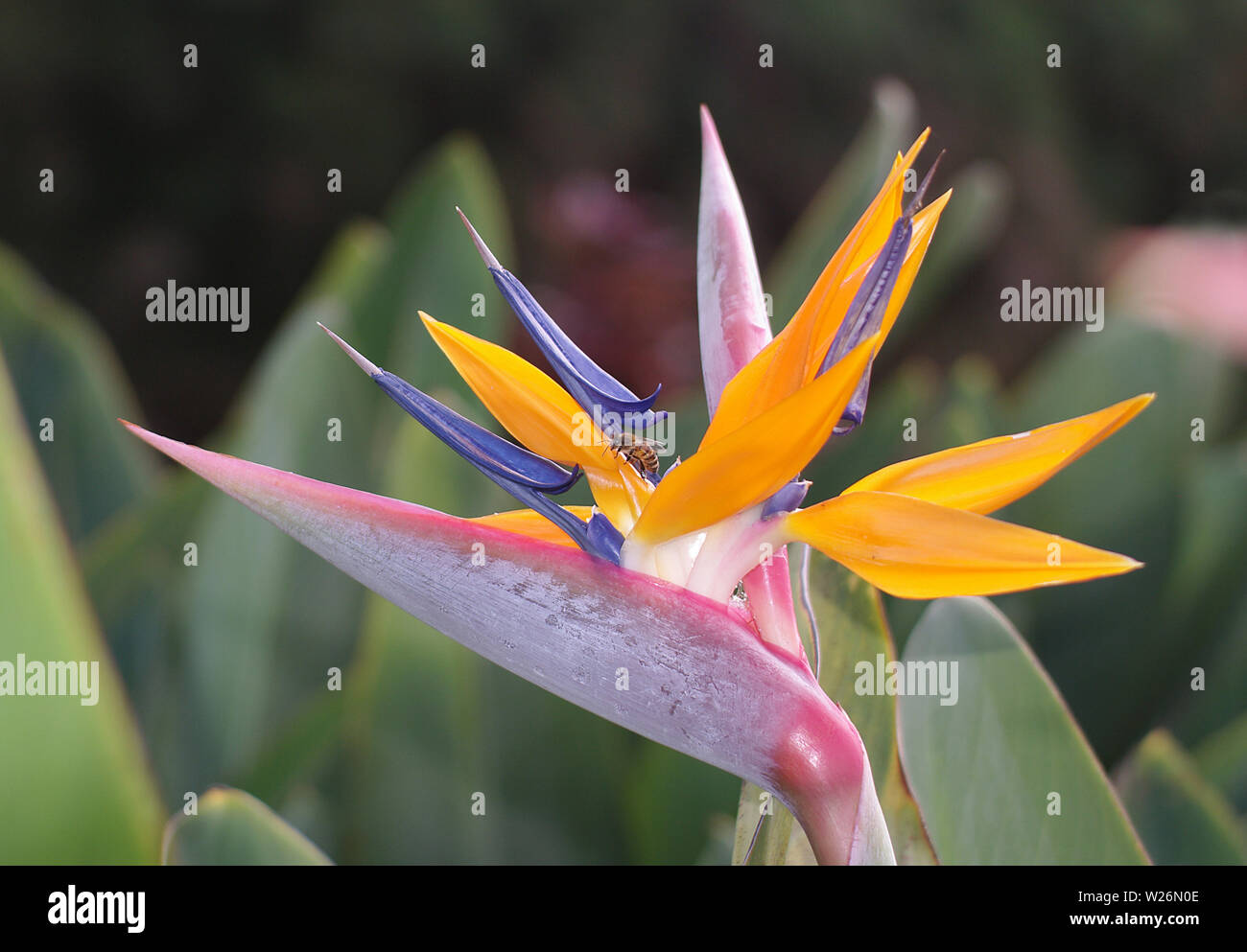 Bird of paradise flower Stockfoto