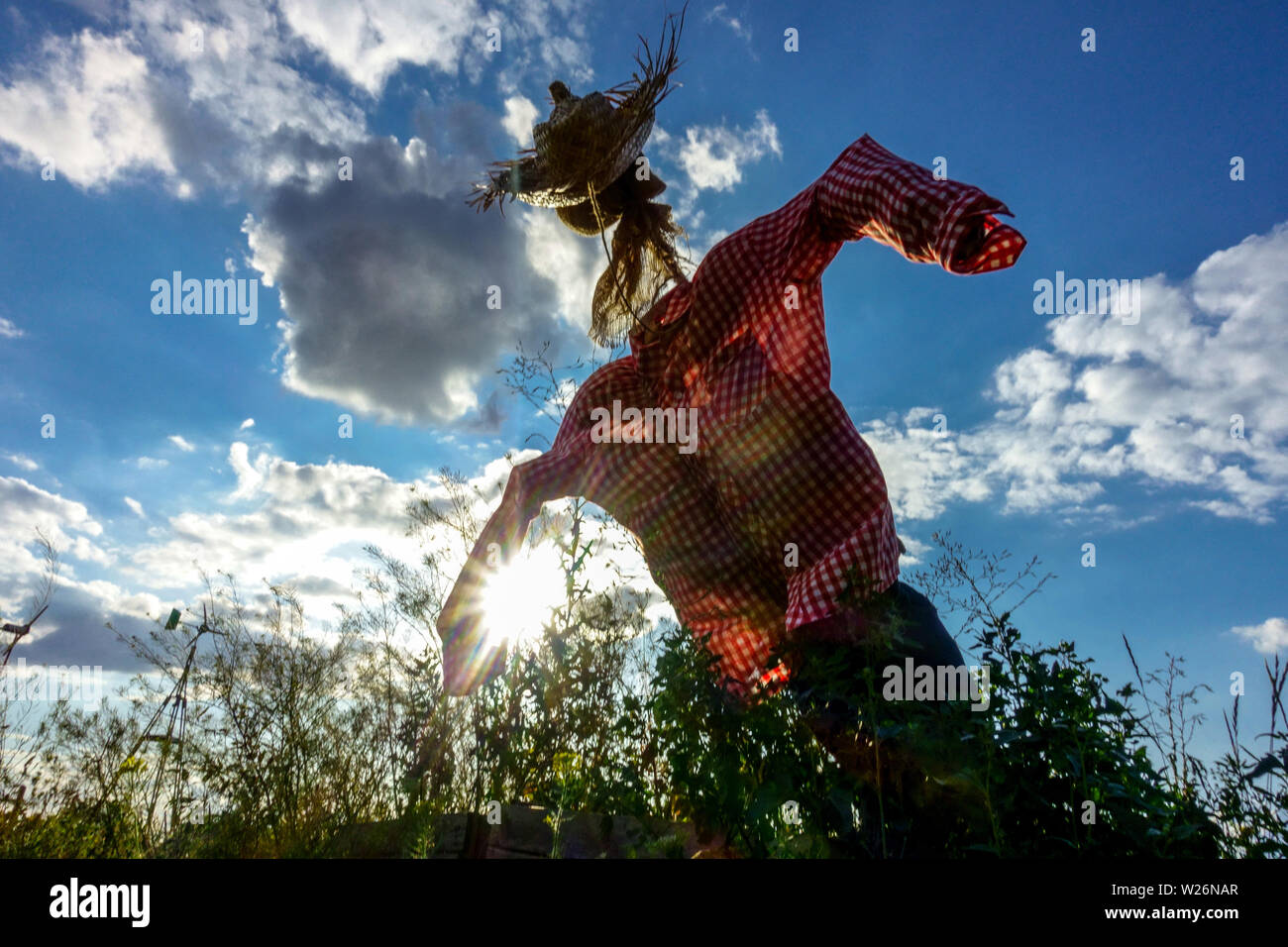 Vogelscheuche gegen den Himmel im Gemeinschaftsgarten auf Tempelhof Feld, Berlin-Neukölln, Deutschland Europa Stockfoto