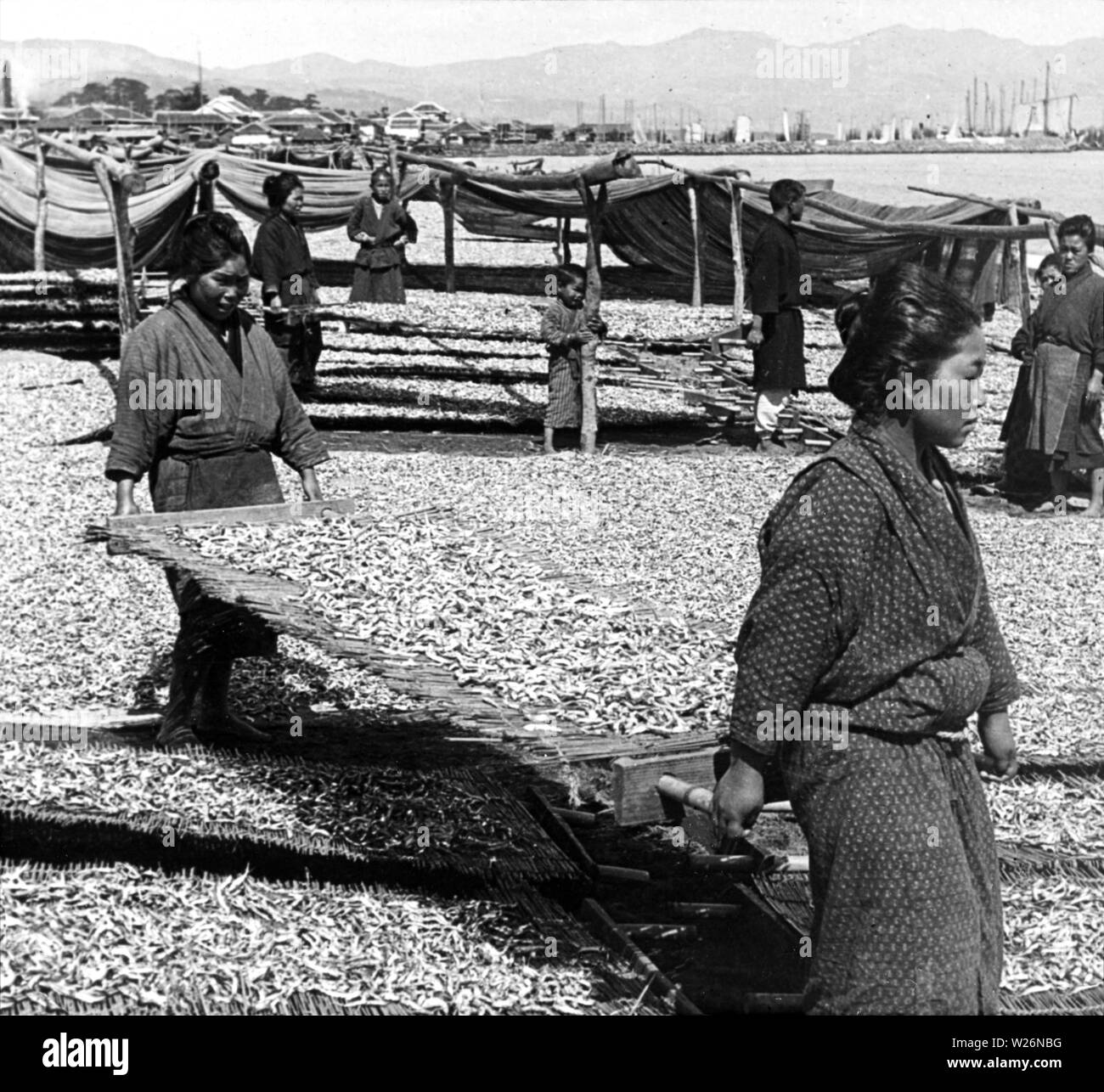 [1900s Japan - Japanische Fischerfrauen Trocknen Sardinen] - Zwei Frauen tragen Sardinen, die in der Sonne getrocknet. 20. Jahrhundert vintage Glas schieben. Stockfoto