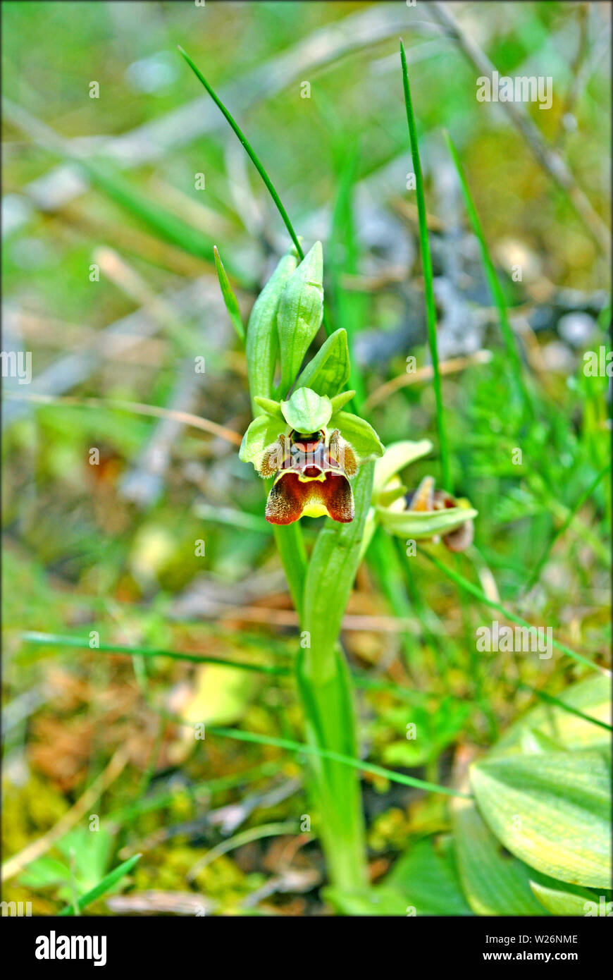 Makro Blume blühen Hintergrund und Wallpaper in Top hochwertige Drucke Stockfoto