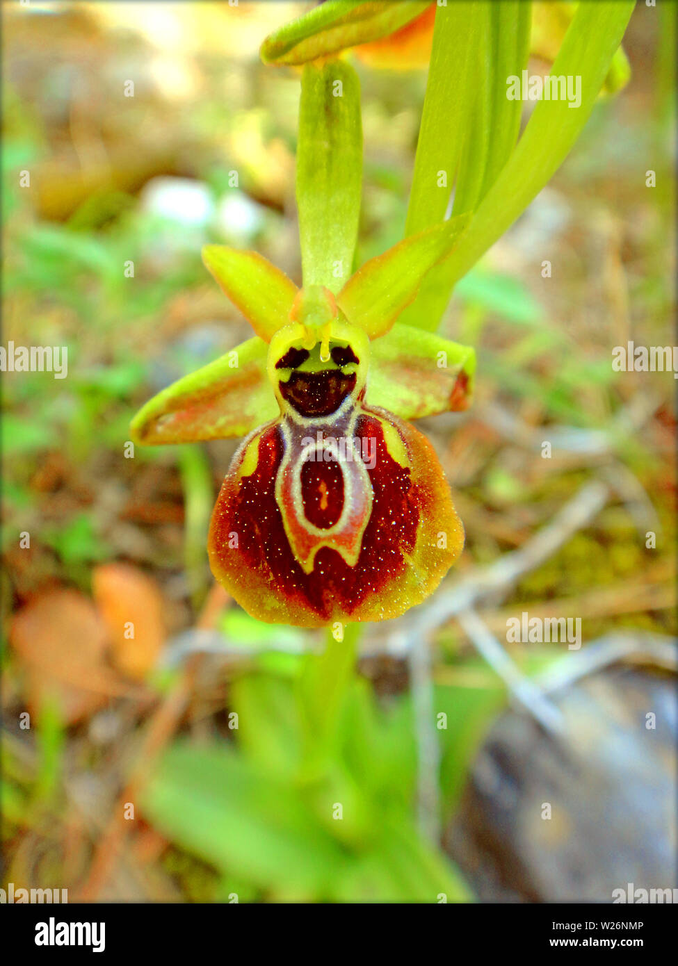 Bienen-ragwurz Ophrys apifera Makro Blume blühen Hintergrund und Wallpaper in Top hochwertige Drucke Stockfoto
