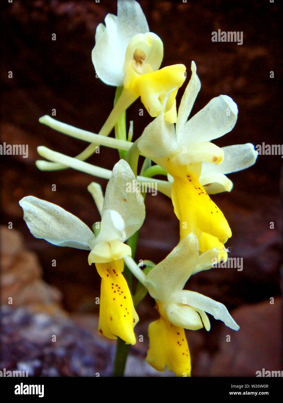 Ophrys simia Makro Blume blühen Hintergrund und Wallpaper in top Qualität druckt eine Stockfoto