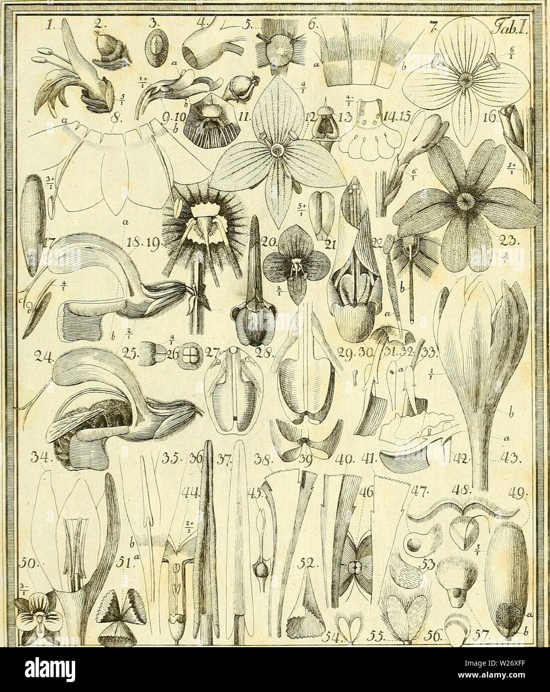 Archiv Bild von Seite 4 von Das Geheimniss entdeckte der Natur. Das entdeckte Geheimniss der Natur im Bau und in der Befruchtung der Blumen dasentdecktegehe 02 spre-Jahr: 1793 'l', il,. ... Mii.: 1. Â Â Â Â Â Â" Ich - "Ich" 1' ✌ ️i..:;,. G K/S'praxgti cfd naiur vaÃUu.- HiUfii. nyi Stockfoto