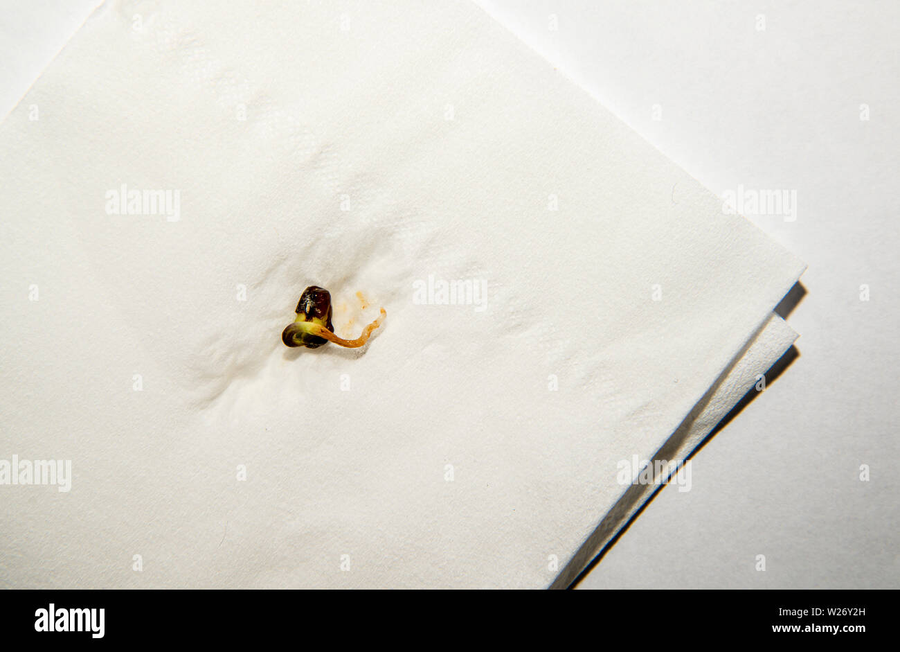 Keimen Mung Bean Stockfoto