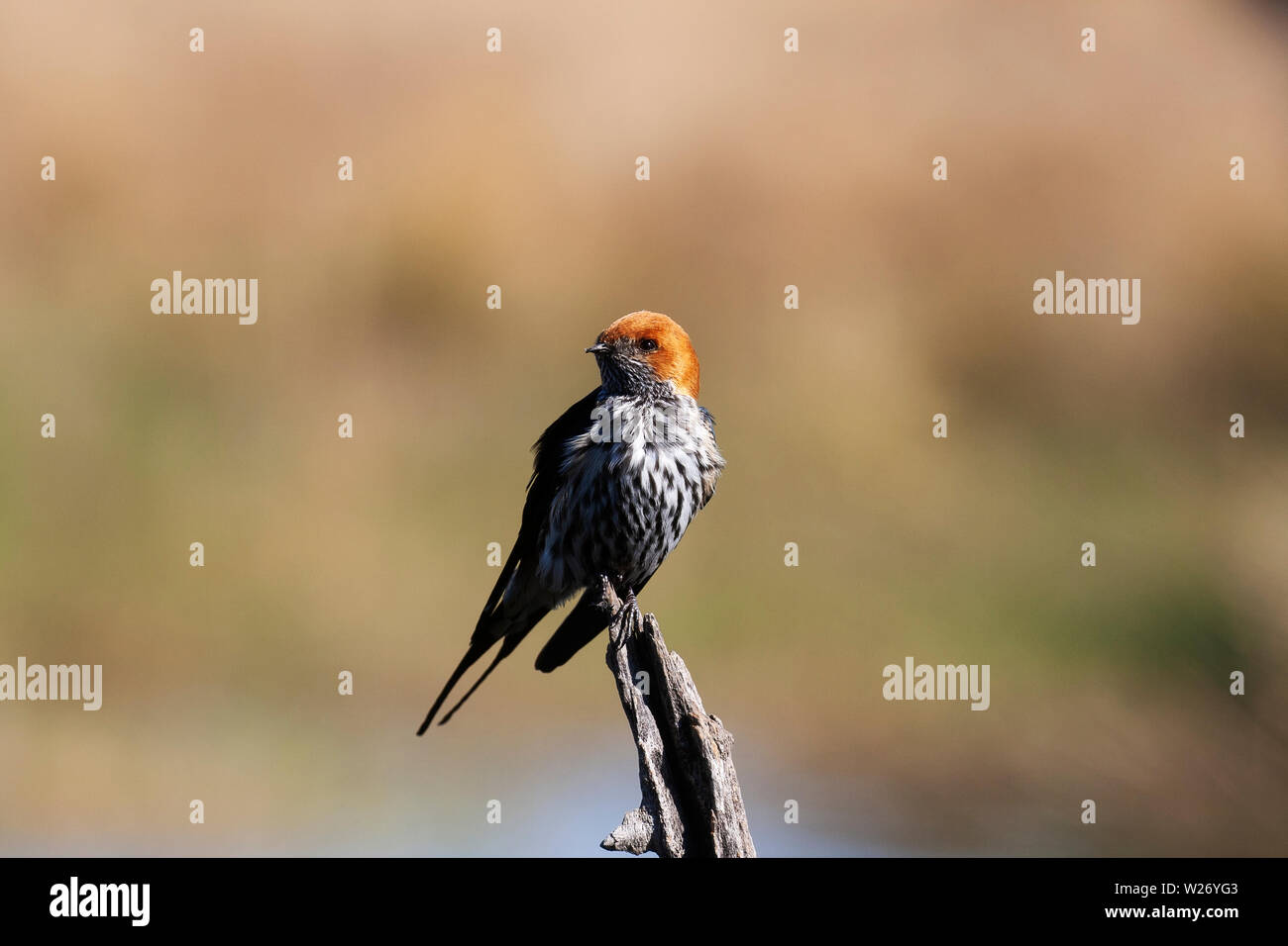 Weniger striped Swallow Stockfoto
