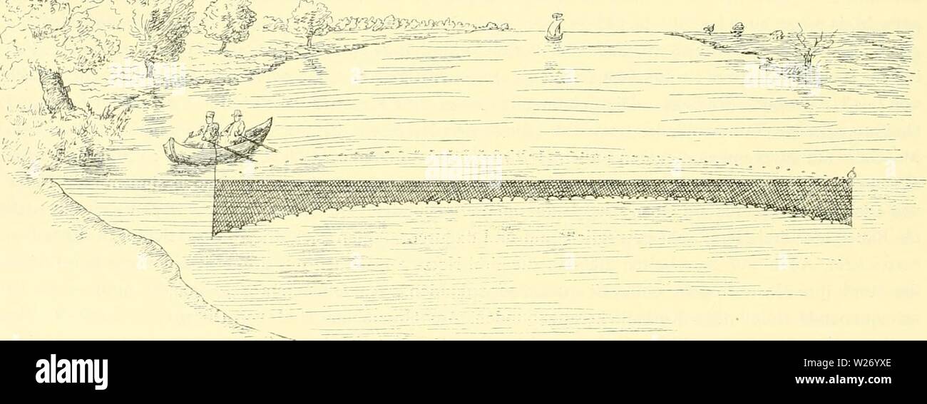 Archiv Bild von Seite 27 der Denkschriften der Kaiserlichen Akademie der. Denkschriften der Kaiserlichen Akademie, Christian, Mathematisch-Naturwissenschaftliche Classe denkschriftender 78 kais Jahr: 1906 im Meere Heringe fischt man sterben mit Einwandigen Stellnetzen (rumänisch: - setca de scumbrii pentru mare "auch-ave de scumbrii Mari" genannt). Es sind lange einfache Netze, wieder aus sehr feinem Abb. 2. Leinenzwirn gestrickt, welche in der Nähe der Küste in sehr langen Reihen senkrecht zur Küste auf Pfähle aufgestellt werden; sie fischen einfach bloß mit dem Meeresstrom (Abb. 3). Stockfoto