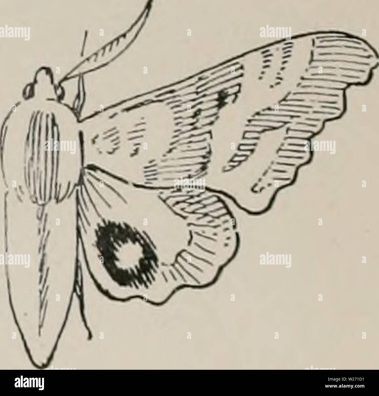 Archiv Bild von Seite 31 der Tag Schmetterlinge und duskflyers. Der Tag Schmetterlinge und duskflyers von New England, wie zu finden und kenne Sie daybutterfliesdu 00 Knopf Jahr: 1895 Hawk oder Kolibri Motten. Spliingidcc. 1. Sinerinf/ius cmiitiitiis. 2 in. Buff Forewing grau schattiert mit Braun und dunklen Markierungen, hindwing Pink, blue eye-Stelle durch eine Linie überschritten. 2. Paonias exciccatits. 2}' z in. Vorderflügel Licht buff mit dunkleren Farbtönen und bräunlich Mark, Rosa hindwing. Caterpillar Feeds auf Apple und Rose. 3. Paoniits inyops. 2'..in. Forewing Esche dunkel grau markiert mit Schwarz und Braun, hindwing Stockfoto