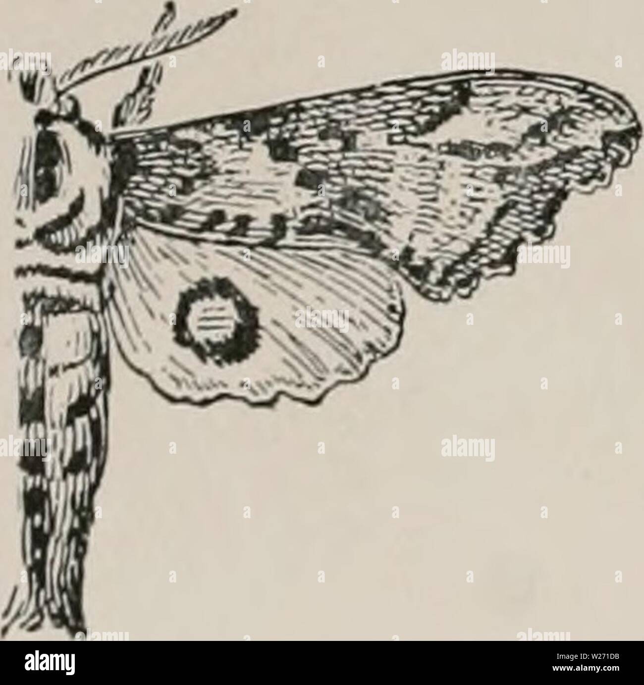 Archiv Bild von Seite 31 der Tag Schmetterlinge und duskflyers. Der Tag Schmetterlinge und duskflyers von New England, wie zu finden und kenne Sie daybutterfliesdu 00 Knopf Jahr: 1895 Hawk oder Kolibri Motten. Spliingidcc. 1. Sinerinf/ius cmiitiitiis. 2 in. Buff Forewing grau schattiert mit Braun und dunklen Markierungen, hindwing Pink, blue eye-Stelle durch eine Linie überschritten. 2. Paonias exciccatits. 2}' z in. Vorderflügel Licht buff mit dunkleren Farbtönen und bräunlich Mark, Rosa hindwing. Caterpillar Feeds auf Apple und Rose. 3. Paoniits inyops. 2'..in. Forewing Esche dunkel grau markiert mit Schwarz und Braun, hindwing Stockfoto