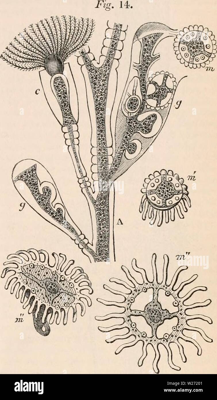 Archiv Bild von Seite 32 Der cyclopaedia von Anatomie und Stockfoto