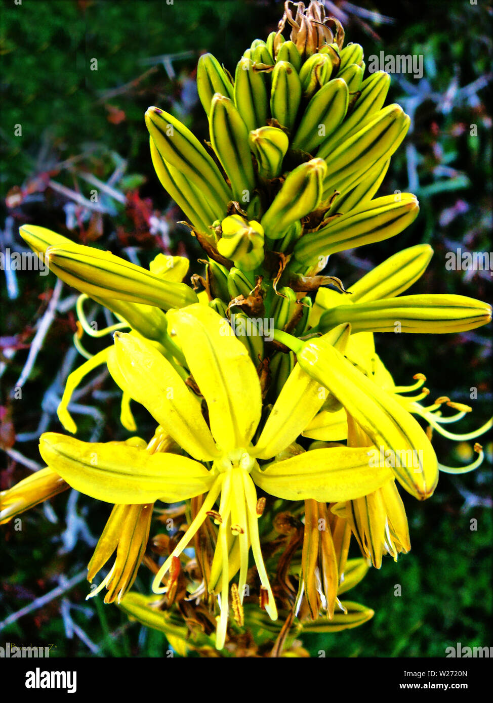 Ashpodelus lutea schönen wilden Blumen Hintergrund und Tapeten, hohe Qualität Stockfoto