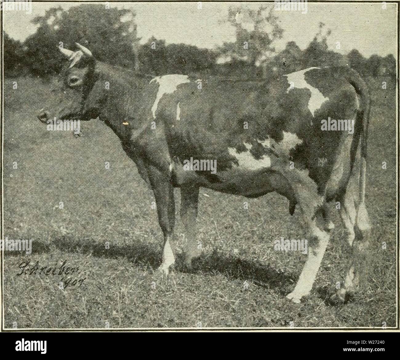 Archiv Bild von Seite 33 der Milchwirtschaft (1911). Die Milchviehhaltung dairyfarming 03 23.38.39 Jahr: 1911 28 MILCHWIRTSCHAFT diictive. Guernsey Rinder haben reine für längere Zeit gezüchtet worden. Eigenschaften. Guernsey Rinder sind größer, im Rahmen und Verfassung stärker, und in der Regel robuster als Jerseys. Ein Merkmal dieser Rasse ist die sehr reich, gelbe Farbe der Milch und die Haut. Die dominierende Farbe ist ein rötlich-beige, mit mehr oder weniger weißen Abb. 5.-typischen Guernsey Kuh. Dolly Dimple. Aufschriften. Farben auf einem gelblich bis bräunlich Fawn mit weißen Abzeichen an der Grenze, sind Stockfoto