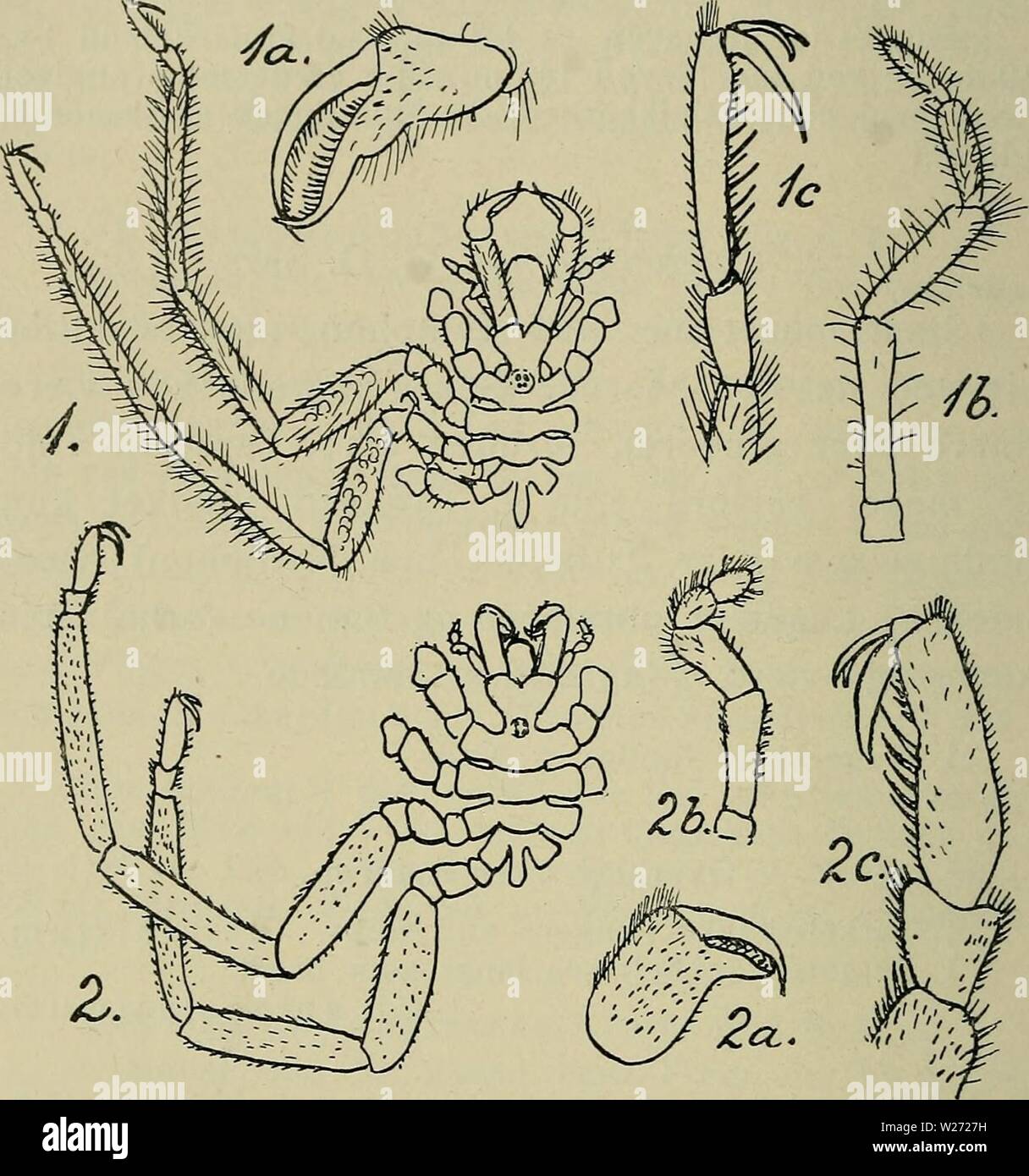 Archiv Bild von Seite 33 der Danmarks Fauna; illustrerede haandbøger über. Danmarks Fauna; illustrerede haandbøger über den Danske dyreverden.. danmarksfaunaill 38 dans Jahr: 1907 30 Farven graalig, med brunligt gennemskinnende Fanø, Laengde 8 - 9 mm, 51 mm Benenes Spaendvidde. Abb. 9. Chaetonymphon. 1: Ch.spinosissimum. 2: Ch.hirtum (a: Klo - saks; b: Palpe; c: Tarseled med Klo). - (Efter G.O. Sars 1891). Arten kan naerme sig staerkt til Ch. hirtipes Bell (- ikke an forveksle Med nächste Kunst -). Ich Sünde mest ty-piske Form hirtipes adskiller Ch sig ved Følgende: krop-Stifte Sidefremspring rører n Stockfoto