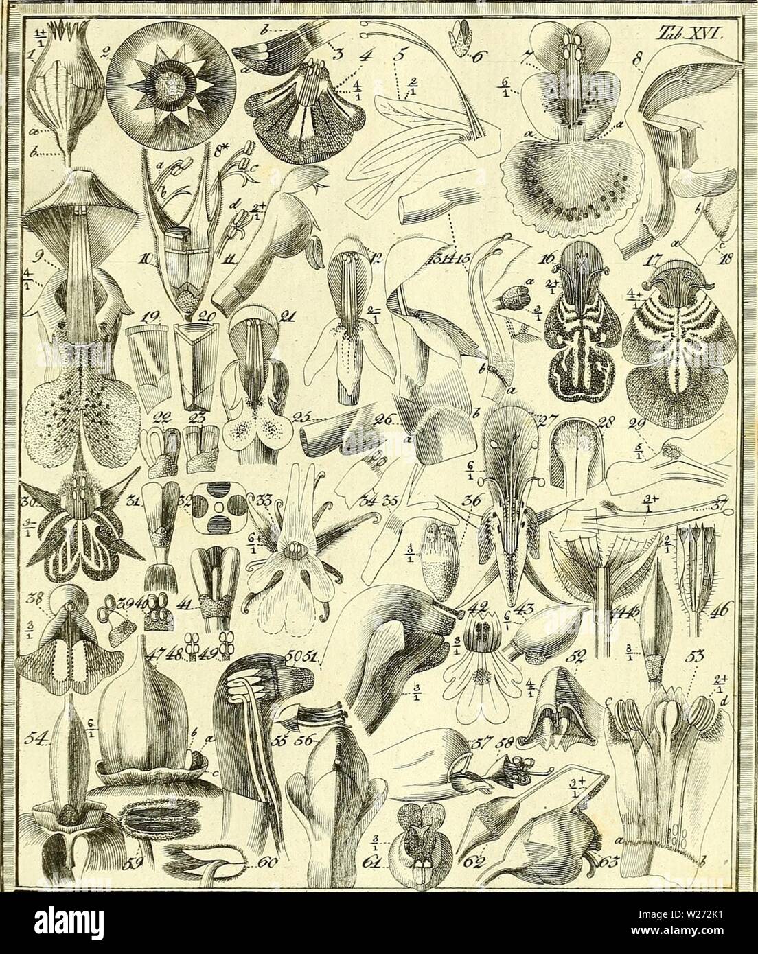 Archiv Bild von Seite 34 der entdeckte Das Geheimniss der Natur. Das entdeckte Geheimniss der Natur im Bau und in der Befruchtung der Blumen dasentdecktegehe 02 spre-Jahr: 1793 â Â¢â'''' Stockfoto