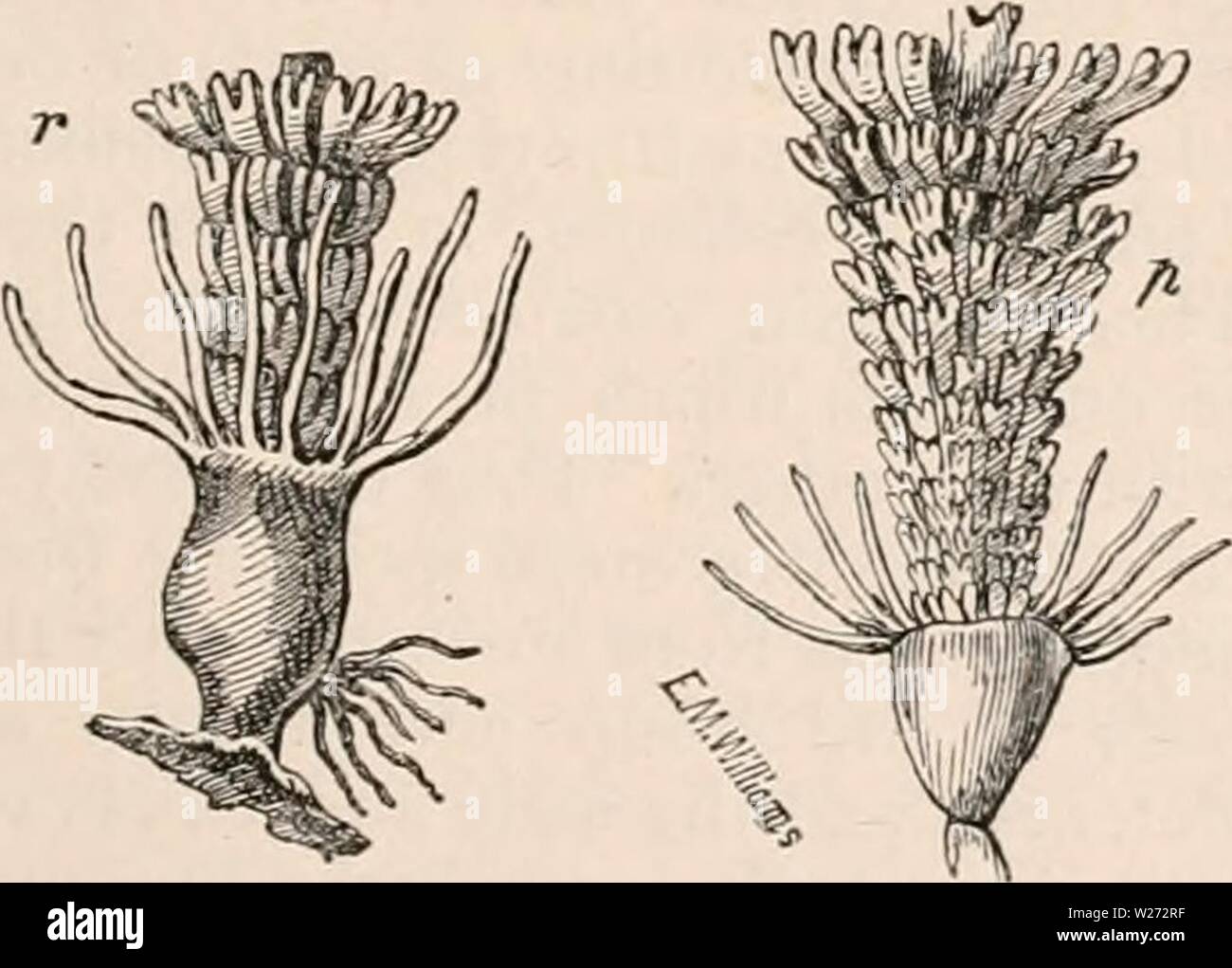 Archiv Bild von Seite 34 Der cyclopaedia von Anatomie und Stockfoto