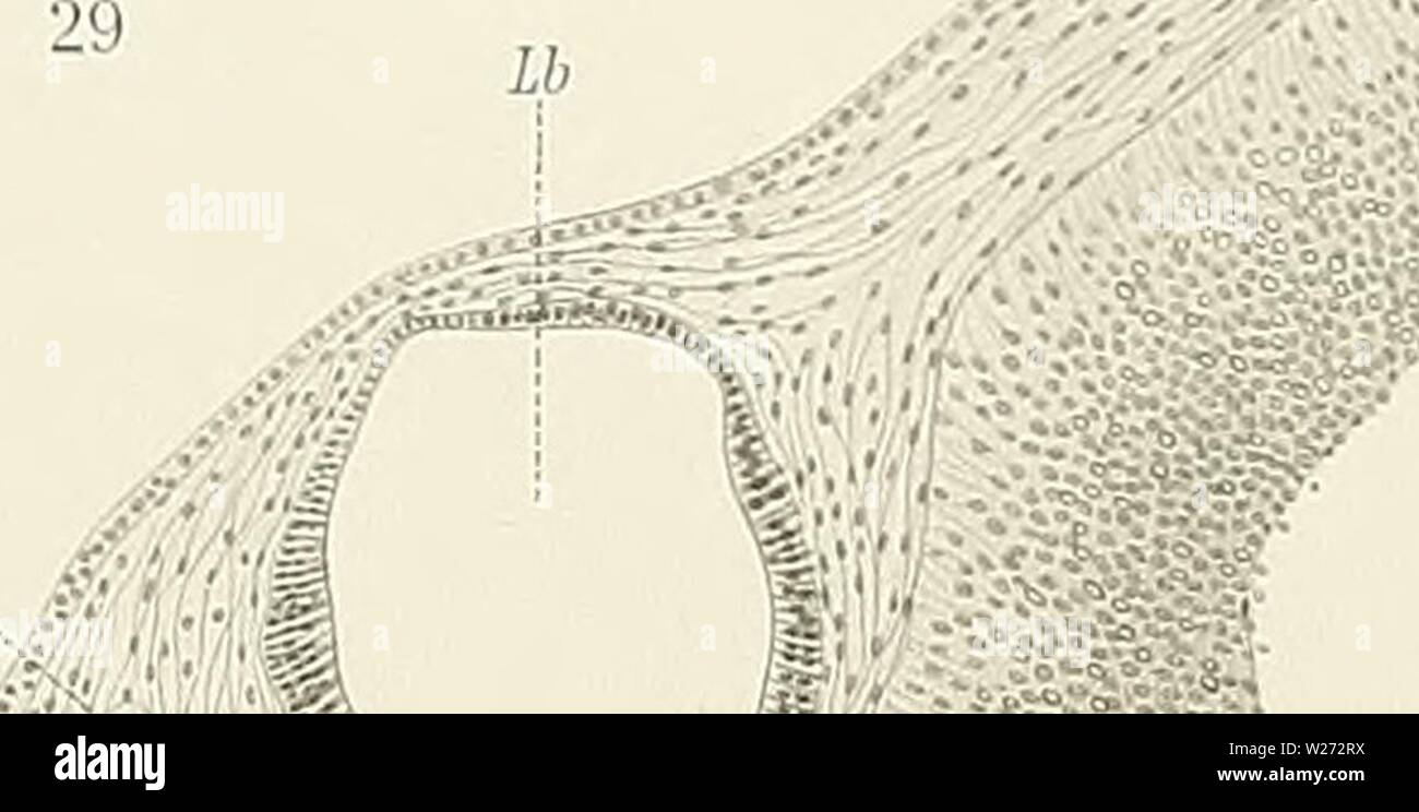Archiv Bild von Seite 34 der Denkschriften der Medicinisch-Naturwissenschaftlichen Gesellschaft zu. Denkschriften der Medicinisch-Naturwissenschaftlichen Gesellschaft zu Jena denkschriftender 6208 medi Jahr: 1879 Alexander, Jnneres Gehö rorgan v. Echidna. JEN'. DENKSCHRIFTEN, Bd. VI Semon. Forschungsreisen, Bd. 1, Bl. 111,2. TafY W-; -, •,".  â : â"¢â:                â'''-e''''': 50 S-T-.=:.>;;;;;;;; â¢â-, Stockfoto