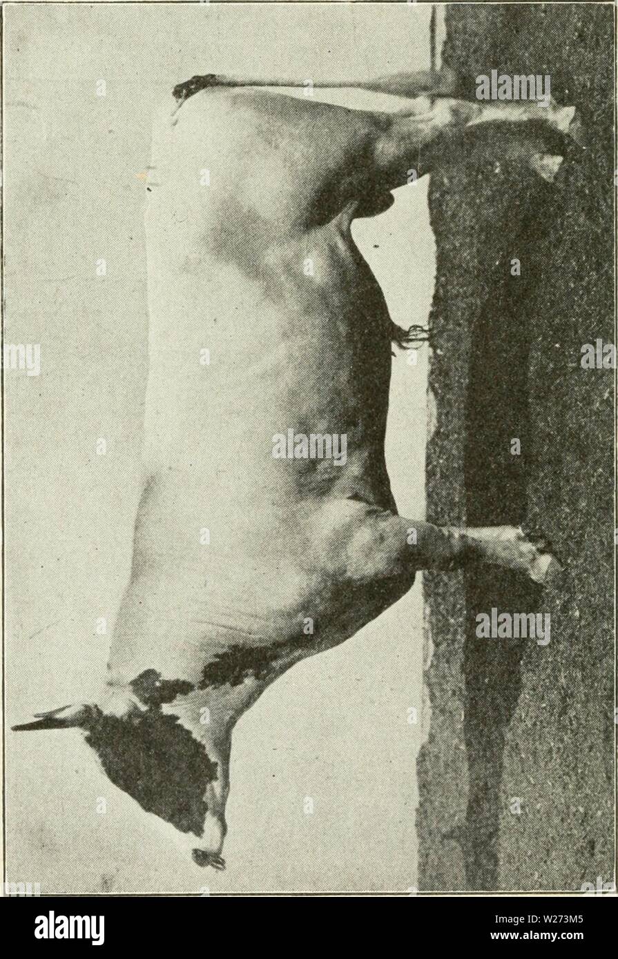 Archiv Bild von Seite 37 der Milchwirtschaft (1911) Stockfoto