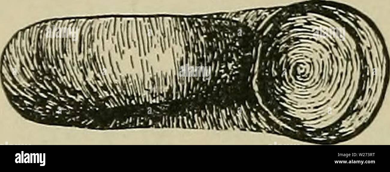 Archiv Bild von Seite 37 der Danmarks Fauna; illustrerede haandbøger über Stockfoto