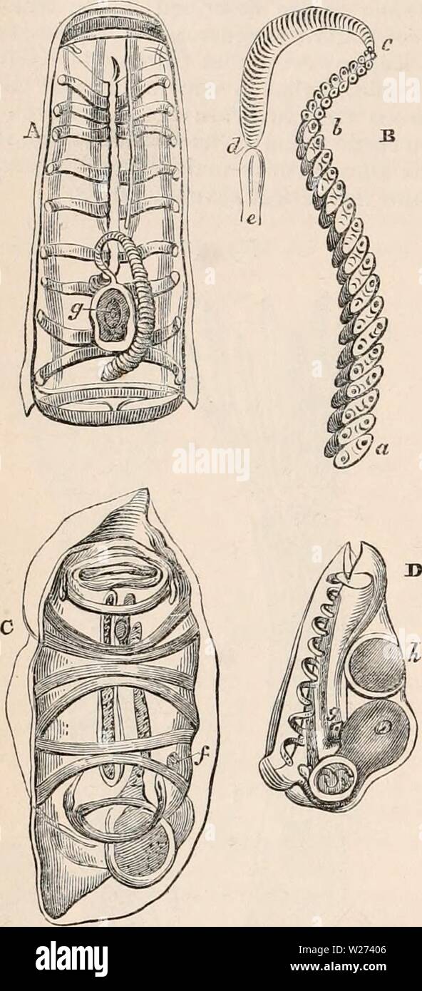 Archiv Bild von Seite 37 Der cyclopaedia von Anatomie und Stockfoto