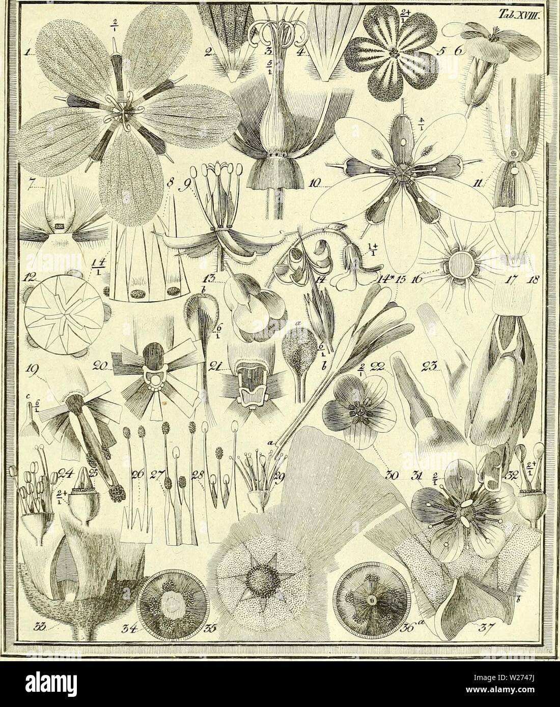 Archiv Bild von Seite 38 der entdeckte Das Geheimniss der Natur. Das entdeckte Geheimniss der Natur im Bau und in der Befruchtung der Blumen dasentdecktegehe 02 spre-Jahr: 1793: â â - â Â Â Â Â Â Â Â Â Â Â Â Â Â ' '--''â'.â r. Â' Ich..n; HF-Â Â Â Â Â Â Â:.. Ã¼i. iin'.:;. . J-; â â'â': '''â', â-Ir. Stockfoto