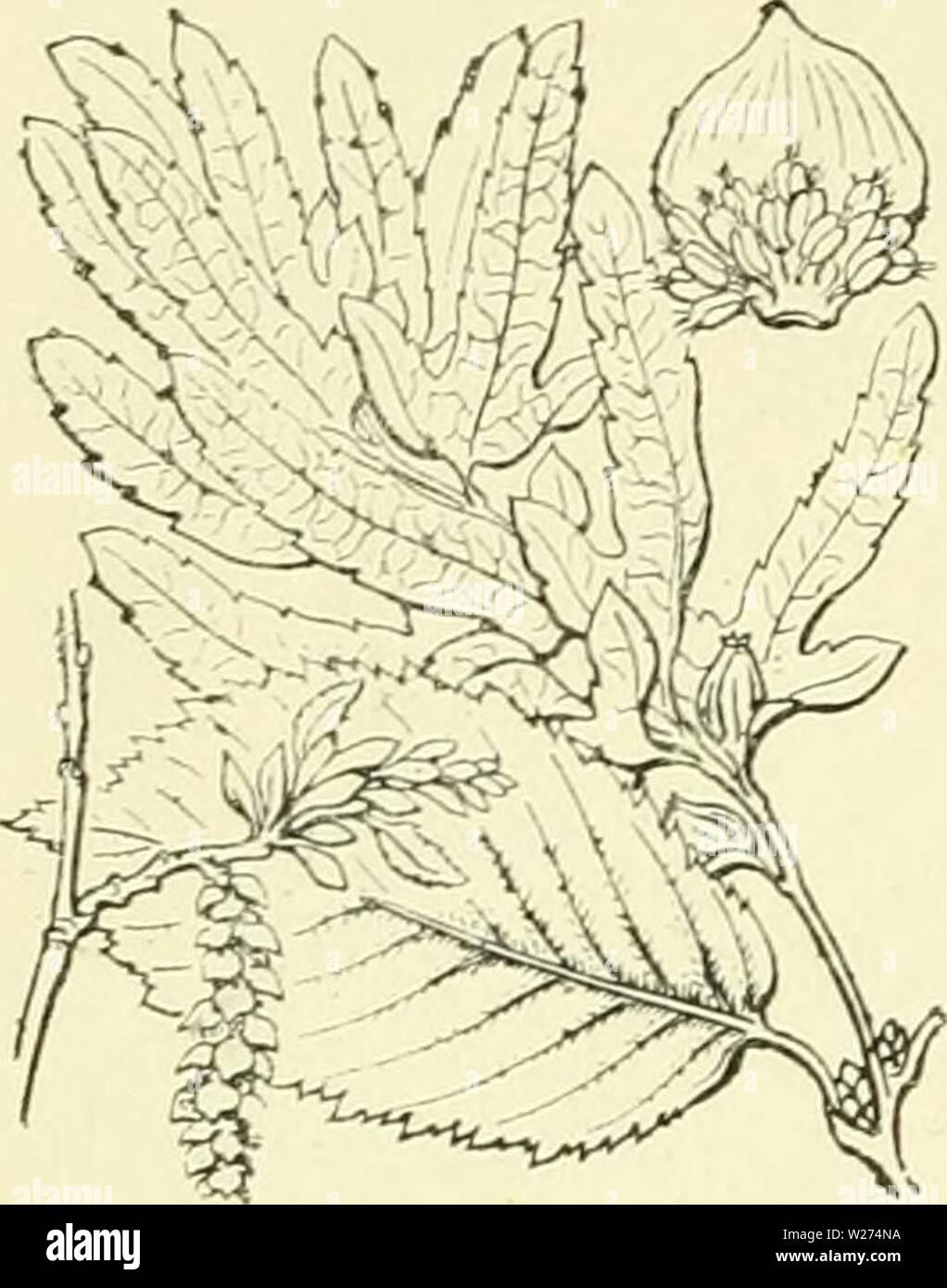 Archiv Bild von Seite 39 der De flora van Nederland (1909-11). De flora van Nederland defloravannederl 02 heuk Jahr: 1909-11. 12 CUPULIFERAE FAMILIE 22. 4. Carpinus') Trii. H a a g b e u k. Hiervan ééne soort komt ook slechts voor. C) L Haagbeu Bétulus-k. (Abb. 8). De naam haagbeuk slaat Op de oppervlakkige gelijkenis, deze Boom der heester Sterben met den beuk heeft, vooral doordat de schors ook froh ist, en het blad tevens häufig er op gelijkt. Het ist echter langwerpiger, duidelijk gezaagd, en de zijnerven zijn bijna Zoo sterk ontwikkeld in een iepen - blad (Abb. 8). De schors ist grijsachti Stockfoto