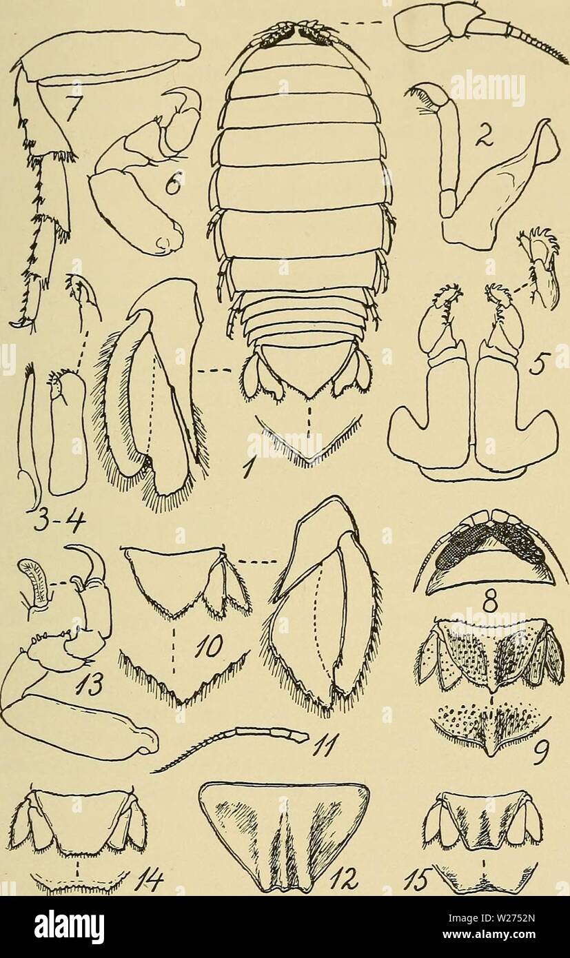 Archiv Bild von Seite 40 der Danmarks Fauna; illustrerede haandbøger über. Danmarks Fauna; illustrerede haandbøger über den Danske dyreverden.. danmarksfaunaill 53 dans Jahr: 1907 37 irnfrnn&lt;T//Abb. 7: Eris. 1-7: AE. PSORA (1: $, foroven 1. Følehorn; 2: Art-bakke; 3-4: 1.-2. Kaebe; 5: Kaebefødder; 6-7: 1. og 7. Kropben). - 8-9: AE. monophthalma (Hoved, og Haleplade med sidste Par Halefødder). - 10-11: AE. ventrosa (Haleplade med sidste Halefod, og 1. Følehorn). - 12: AE. tridens (Haleplade). - 13-14: AE. cre-nulata (2. Haleplade Kropben, og Med sidste Par Halefødder). - 15: AE, strømi (Ha Stockfoto