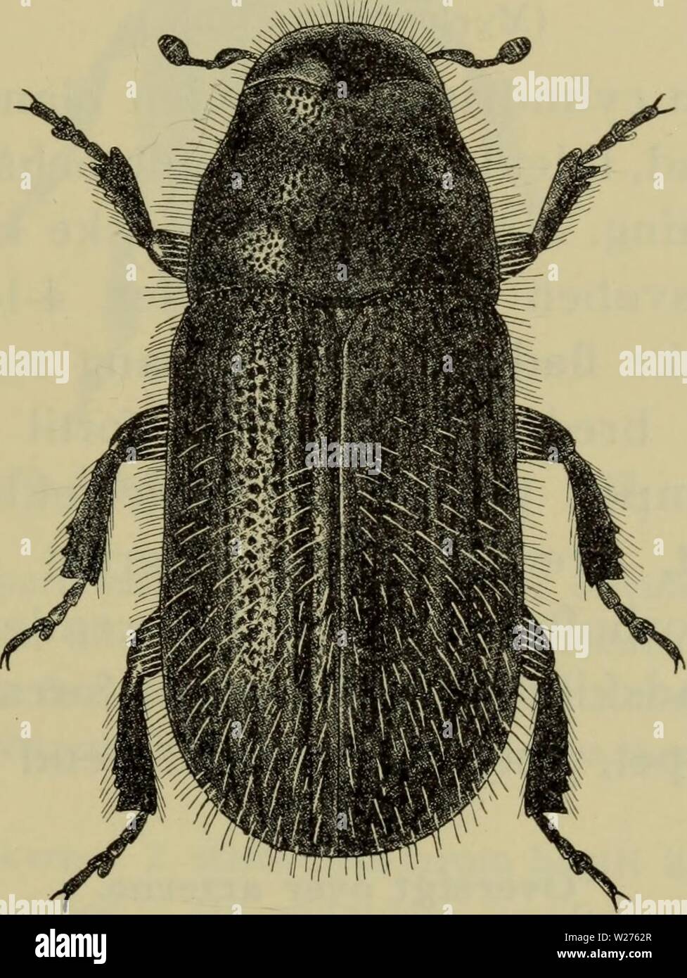 Archiv Bild von Seite 42 der Danmarks Fauna; illustrerede haandbøger über. Danmarks Fauna; illustrerede haandbøger über den Danske dyreverden.. danmarksfaunaill 62 dans Jahr: 1907 39 vedet Med ganske Kort snude. 5-Følehornssvøben køllen leddet, 4-leddet, Noget fladtrykt, med af-studset spids, kortere Ende svøben. Pronotum sim-pelt punkteret, forranden Bredt indbuet i midten (Abb. 24). Vingedaekkernes forrand Buet, krenule-Ret, spidspartiet normalt. Naesten Forhofterne-rørende Hinanden. 3. fodled tvelappet, betydeligt bredere Ende 2. geführt. Lassen Sie kendelig Fra alle vore Andre slaegter ved den Bet Stockfoto