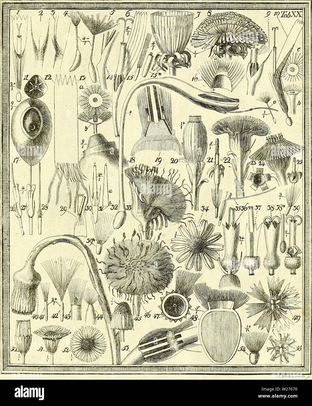 Archiv Bild von Seite 42 der entdeckte Das Geheimniss der Natur. Das entdeckte Geheimniss der Natur im Bau und in der Befruchtung der Blumen dasentdecktegehe 02 spre-Jahr: 1793 KfTfT Stockfoto