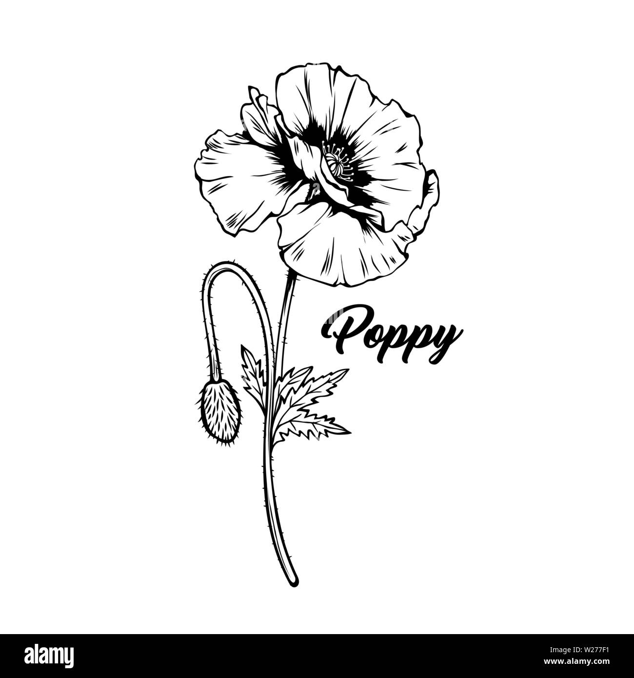 Poppy Flower Hand gezeichnet Vector Illustration. Sommer blühende Pflanze Honig schwarz und weiß Skizze. Monochrome florale Gravur mit Kalligraphie. Tag der Erinnerung Symbol. Postkarte, Poster design Element Stock Vektor