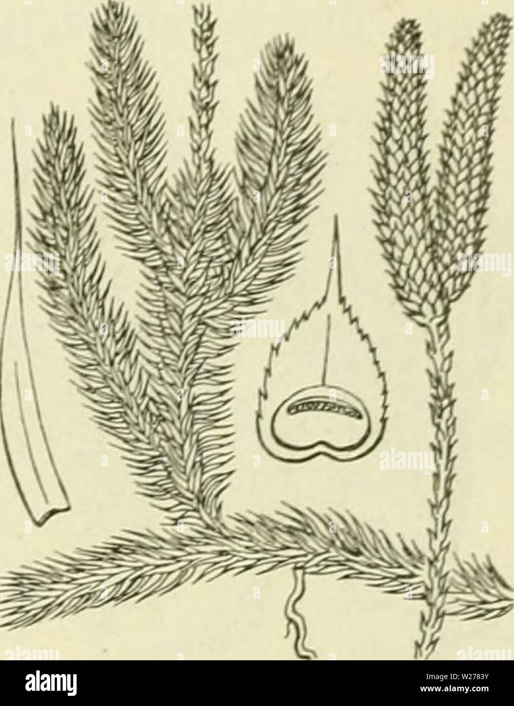 Archiv Bild ab Seite 250 von De flora van Nederland (1909-11). De flora van Nederland defloravannederl 01 heuk Jahr: 1909-11. FAMILIE 2. - LYCOPODIACEAE. - 209 De Aar ist biuitKictilii", jecl, zittend, alleenstaand, cylindrisch. De schutbladen (Fi} j. 112) Der sporan&gt; Mën zijn eirond, Kort toejjespitst, kürzeren Dan de Bladen, Meer dan 2 maal Zoo lanjj als de niervormijje sporanyiën, aan Höhle top ten slotte teruKekromd. De Sporen zijn Wit. 4. August, September. Voorkomen in Europa en in Nederland. De Anlage komt in Vochtige bosschen in Midden-Europa, vooral voor en t) ij bij ons Olter Stockfoto