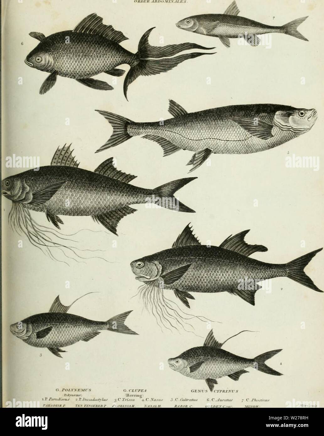 Archiv Bild von Seite 252 des cyclopedia; oder, Universal Wörterbuch. Die cyclopedia; oder, Universal Wörterbuch der Künste, der Wissenschaften und der Literatur. Platten cyclopediaplates 05 Rees Jahr: 1820 iSvft ICHTHTOI. OGV. OXJJKR AnnOMl. y. lLKS PL.in. 1F Panidirus 7. P DeiuJaalu." 3 C Tn' eine Publt. fhtd A.t die Jcr ttirccts. AuaIj 0 i 3. b TiurstJiccj Orntt' i: Broun PaimwterPva -. Stockfoto