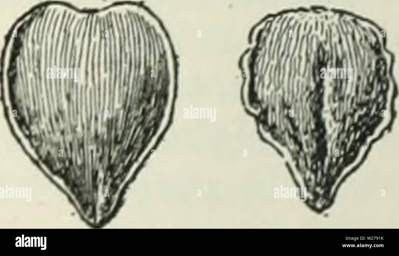 Archiv Bild ab Seite 253 der Cyclopedia von landwirtschaftlichen Kulturpflanzen. Cyclopedia von landwirtschaftlichen Kulturpflanzen: Ein beliebter Befragung von Pflanzen und pflanzliche Methoden in den Vereinigten Staaten und Kanada cyclopediaoffarm 00 bailuoft Jahr: 1922, c 1907 Korn-stroh Mehl Futtermehl Rümpfe Anzahl der Analysen. . . Wasser Asche 8,0 12,6 2,0 10,0 8,7 64,5 2,2 3,0 9,9 5,5 5,2 43,0 35,1 1,3 4,0 14,6 1,0 6,9 0,3 75: 8 1.4 6.0 12.7 5.1 28.1 4.2 42.4 7.6 3.0 10.1 20 Protein (x 6,25 N). . . Rohfaser Stickstoff-freien Extrakt. . Fett 4,8 44,7 37,7 9 Abb. 311. Buchweizen (Fagopyrum esculenlum). verbraucht. Es ist für Jahrhunderte in England angebaut Stockfoto