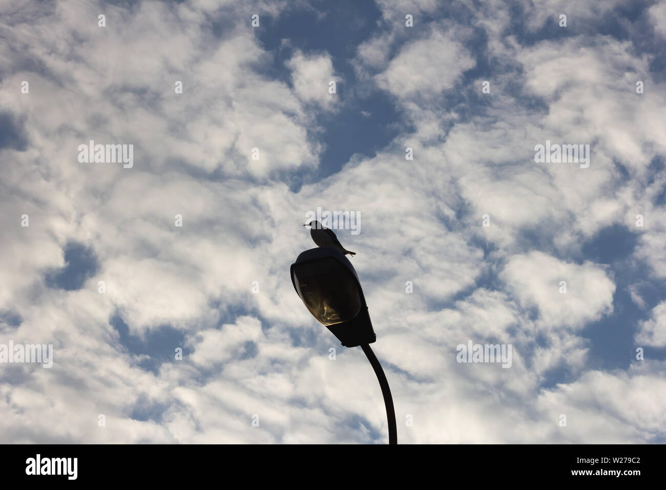 Vogel auf einer Stange sky Tier predator Stockfoto