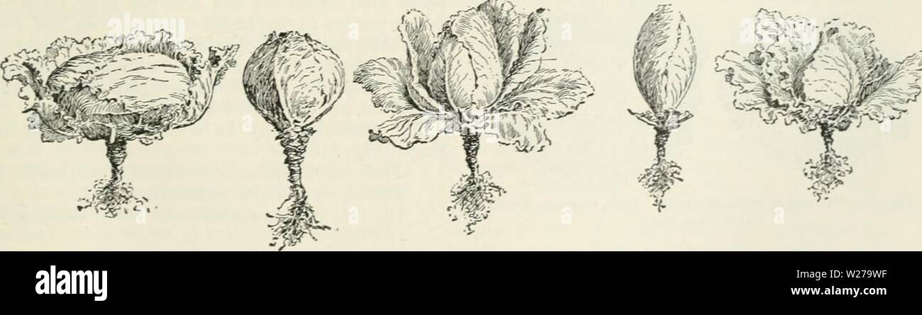 Archiv Bild ab Seite 256 der Cyclopedia von landwirtschaftlichen Kulturpflanzen. Cyclopedia von landwirtschaftlichen Kulturpflanzen: Ein beliebter Befragung von Pflanzen und pflanzliche Methoden in den Vereinigten Staaten und Kanada cyclopediaoffarm 00 bailuoft Jahr: 1922, c 1907 Buchweizen Kohl 221 Prozess, wird viel von den sennern als Futter für Milchkühe gesucht wegen seines hohen Gehalts an Protein. Die Rümpfe haben wenig oder kein Wert. Manchmal sind sie Boden und verwendet als Verfälschungsmittel für schwarzen Pfeffer. Buchweizen Getreide ist Relished viel von Geflügel und hat den Ruf, der besondere Wert in der eierproduktion. In den letzten Fütterung Experimente dieser Ruf ist Stockfoto