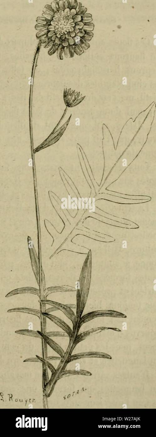 Archiv Bild ab Seite 258 von De la fécondation naturelle et de la fÃcondation naturelle et artificielle des vÃgÃtaux et de l'Hybridisierung, considÃrÃe dans ses Mehrfachrapport avec l'Gartenbau, l'agriculture et la Forstwirtschaft, Contenant les moyens pratiques d'opÃrer l'Hybridisierung et de crÃer facilement des variÃtÃs nouvelles delafcondation leco Jahr 1862: 1862 FAMILLE IJKS DIPSACEÃS. 229 infÃrieurs pÃrieurs et à ceux qui occupent la Partie moyenne. La López condation artilÃ® ciello peut s'opÃrer facilement sur les Heurs femelles, en ayant Soin de retrancher en-tiÃ¨rement Les lleurs mÃ¢-les, sur le Stockfoto