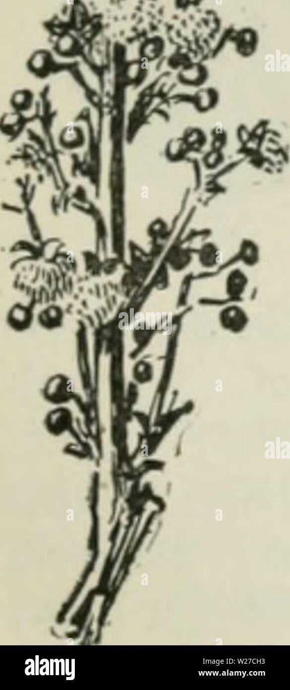 Archiv Bild ab Seite 264 der Cyclopedia von landwirtschaftlichen Kulturpflanzen Stockfoto