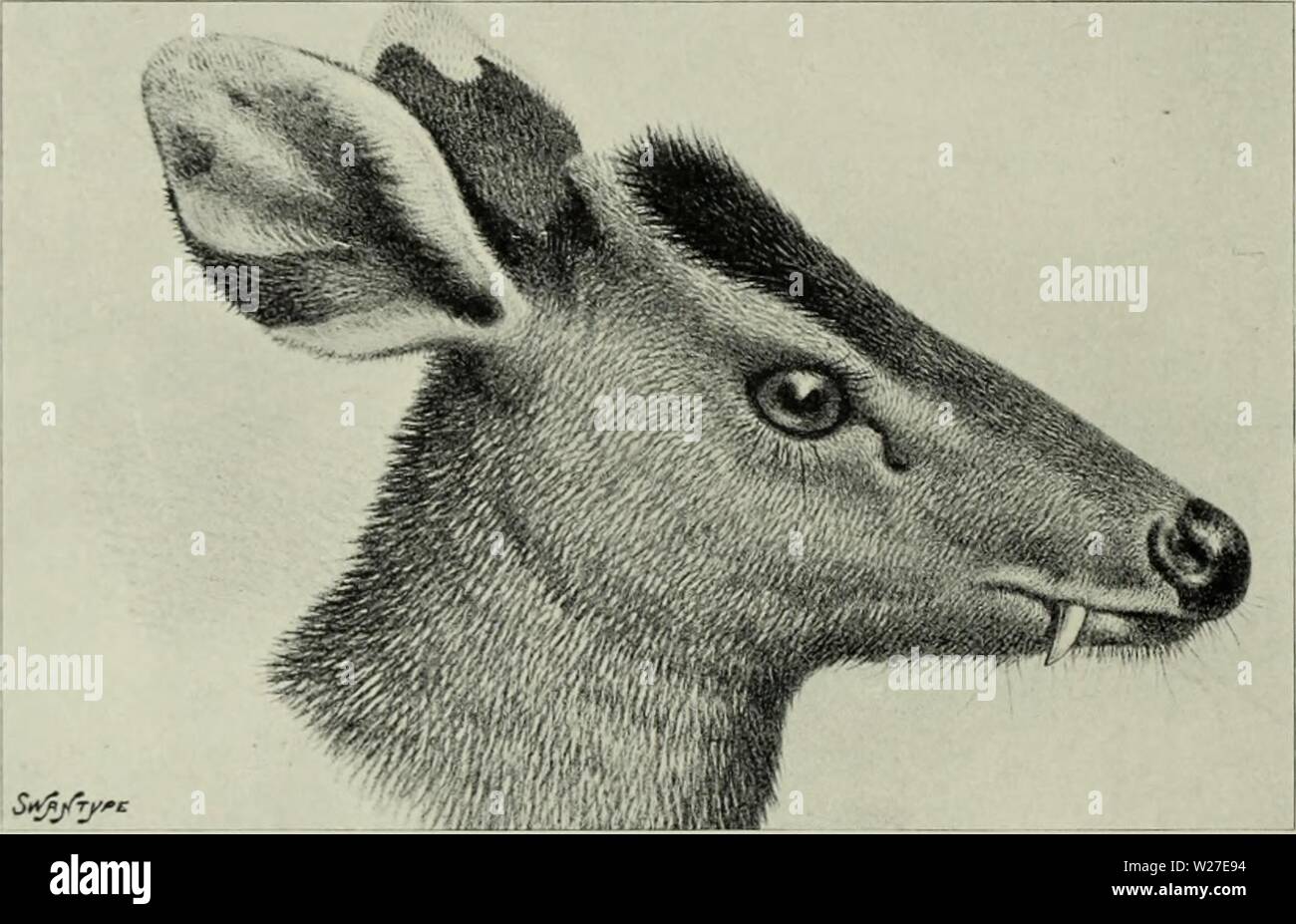 Archiv Bild ab Seite 269 Der Hirsch von allen Ländern;. Der Hirsch vor allen Ländern; eine Geschichte der Familie Cervidae lebenden und Ausgestorbenen deerofalllandshi 00 lyde Jahr: 1898 getuftet Deer 2. Die michie Getuftete Rotwild - Elaphodus michianus Lophotragus michianus, Swinhoe, Proc. Zool. Soc. 1874, S. 452; Garrod, ebenda. 1876, S. 757, plate Lxxvi. Elaphodus michianus, Brooke, Proc. Zool. Soc. 1878, S. 900; Styan, ebenda. 1886, S. 268. Platte XVII, Jig. 1 Zeichen - sehr eng verbunden mit dem letzten, von dem es hauptsächlich oder ausschließlich durch kleine Unterschiede in der Färbung auszeichnet. Allgemeine Farbton Abb. 58.- Leiter der Immat Stockfoto