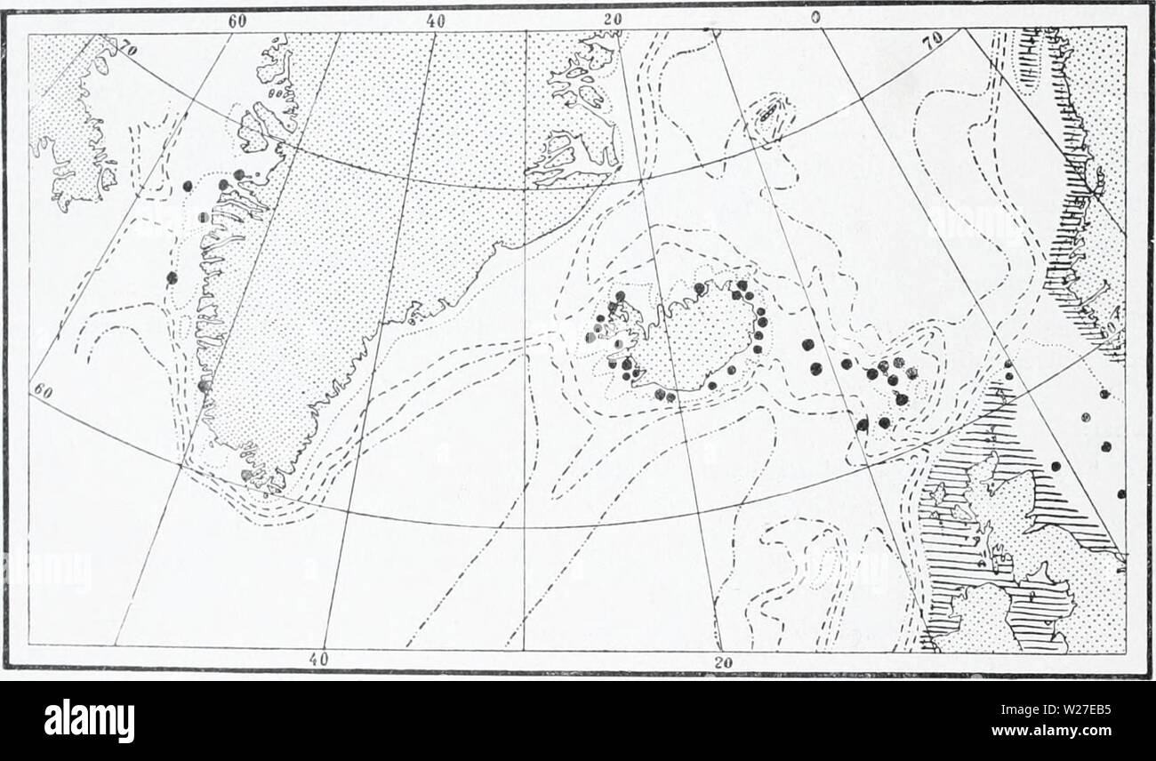 Archiv Bild von Seite 269 des Dänischen Ingolf-Expedition (1899-1953). Die dänische Ingolf-Expedition danishingolfex 5 bpt 5 a 8 daniuoft Jahr: 1899-1953 ii 8 HYDROIDA II Die Färöer Inseln: 8 â 10 Meilen N. der Färöer (ohne weitere Details) 6 Meilen N. von W. von Store Kalso, Tiefe 60 klafter 7 N. von E. von Myggens â 57 â Boronas ii Meilen in N. 75 Â°W. - - 30 - tiefes Loch am North Point of Nolso - 100 - - 150 13 Meilen W. durch. S. Der munken ich in früheren Arbeiten (1908, 1909) United diese Art mit der nächsten haben, desto mehr fein gebaute Form Abietmaria fiUcnla (Ellis et Solander), nach overlo Stockfoto