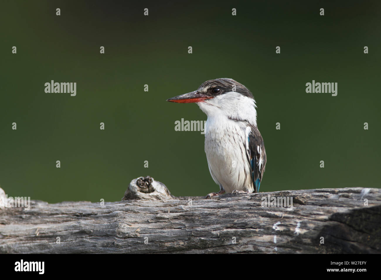 Gestreifte Kingfisher (Halcyon chelicuti) Stockfoto