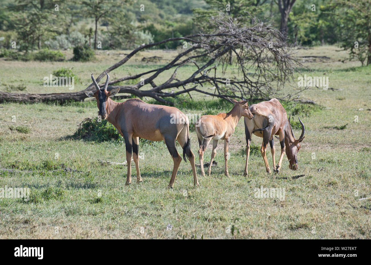 Topi (Damaliscus lunatus), zwei Weibchen und ein Kalb. Stockfoto