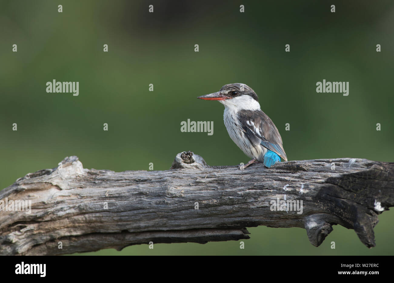 Gestreifte Kingfisher (Halcyon chelicuti) Stockfoto