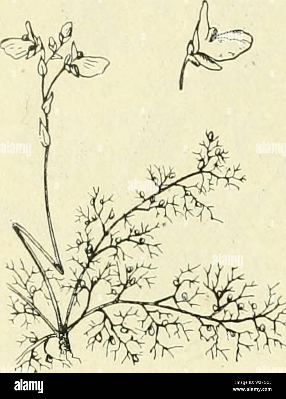 Archiv Bild ab Seite 277 von De flora van Nederland (1909-11). De flora van Nederland defloravannederl 03 heuk Jahr: 1909-11. 258 E. - FAMILIE 96. Utricularia neglecta Abb. 320. zijn levendiger groen, zachter, minder Groot, in fijnere verdeeld Slippen staan ze Verder ook uit elkaar. De blaasjes zijn kleiner Dan bij U. vulgaris (1 mM). Aan Höhle voet Der bladen zitten vaak 2 kleine blaasjes. De Stahl van den tros ist kürzeren Dan bij de vorige soort en de tros ist meestal slechts 3-5 - bloemig. De bloemstelen zijn Rackinstallation langer Dan bij de vorige soort. De kelk ist kleiner, de bovenlip Stockfoto