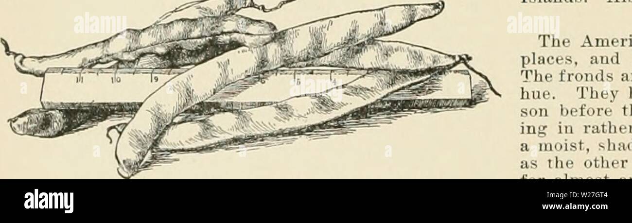 Archiv Bild ab Seite 279 der Cyclopedia der amerikanischen Gartenbau, bestehend aus. Cyclopedia der amerikanischen Gartenbau, bestehend aus Anregungen für den Anbau von Gartenpflanzen, Beschreibungen der Arten von Obst, Gemüse, Blumen und Zierpflanzen in den Vereinigten Staaten und in Kanada verkauft, zusammen mit geographischen und Biographische Skizzen cyclopediaofam 03 Kaution Jahr: 1900 1745. Blatt von Phaseolus vulearis. Veiny und mehr oder weniger lunate in der Form und sehr breite flache Hülsen, mit einer deutlichen, aber nicht prominente Pod und breit-eiförmig Ifts.; Kartoffel Limas, mit kleineren tumid Samen, kürzere Ein Stockfoto