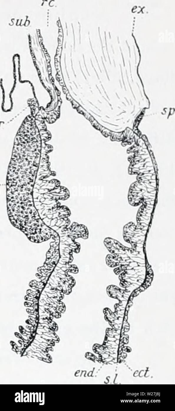 Archiv Bild von Seite 283 des Dänischen Ingolf-Expedition (1899-1953). Die dänische Ingolf-Expedition danishingolfex 5 cpt 9 daniuoft Jahr: 1899-1953 Edt.. spc ipg Si-Schwein. . Sarsia princeps. Längs- sek - tion der oberen Teil des Brustbeins einer männlichen Person, ap.. apical Canal; ap. j. apikal Jelly; ect. Ektodermalen epithe - lium; Ende cndodcrmal Epithel; Ende I. endodcrmal lamella; pro.};, proximalen Teil des Brustbeins frei von gonaden; 5. /Sup-Portierung Lamelle des Brustbeins; sp. c. Sper-matocytes; sp. g. spermatogonies; sub.cp.subumbrclla Epithel; sub. j. subuni - brella Gelee. - Specime Stockfoto